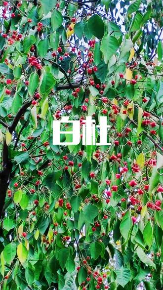 身边植物之白杜:俗称丝棉木。人秋蒴果粉红色,果实有突出的四棱角,开裂后露出桔红色假种皮,在树上悬挂长达2个月之久,引来鸟雀成群,很具观赏价值,是园林绿地的优美观赏树种。#身边植物 #白杜 #丝棉木