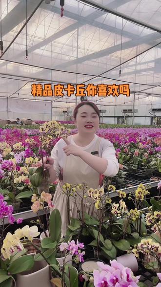 蝴蝶兰该怎么选,这是一款很漂亮的精品皮卡丘蝴蝶兰,喜欢的花友快来直播间哟#花卉基地 #蝴蝶兰 #精品兰花 #花后 #兰科 #基地直发 #花卉绿植