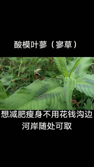 补充维生素润肠通便减肥瘦身