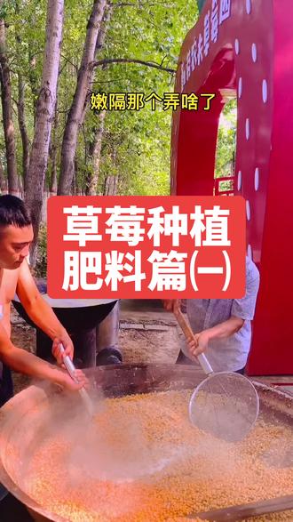 黄豆发酵,草莓天然健康肥料,有人说草莓浇牛奶?不会真有信的吧?#优质农产品 #抖音助农