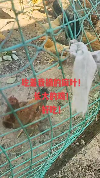 吃草的鸡才好吃!#生态散养 #喂鸡咯