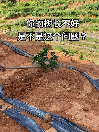 催海滔的农业之路