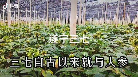 #四川三七#遂宁三七#三七种植