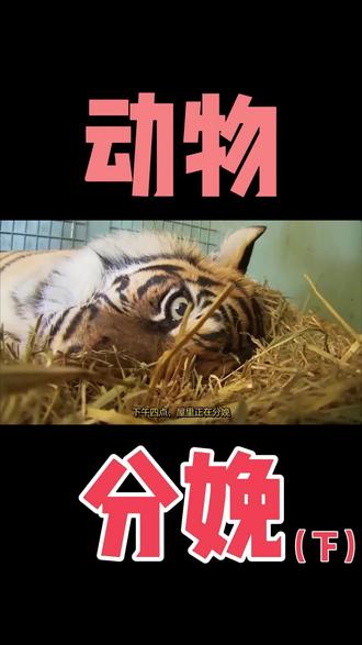 动物分娩(下)#野生动物 #分娩 #大自然