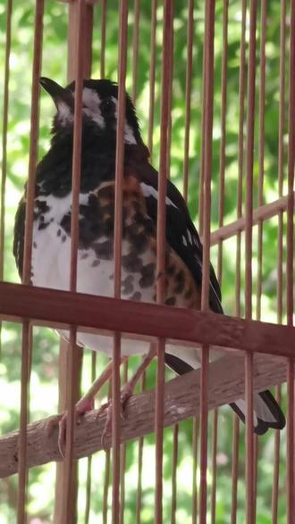 花千鸣大叫声音非常好听,视频仅供欣赏和聆听