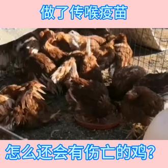 做了传喉疫苗,怎么还会有伤亡的鸡