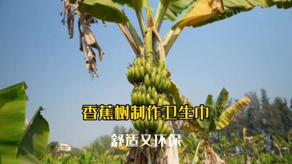 香蕉树制作卫生巾 太不可思议了#生产过程 #制作 #手工 #环保 #我要上热门 @DOU+上热门