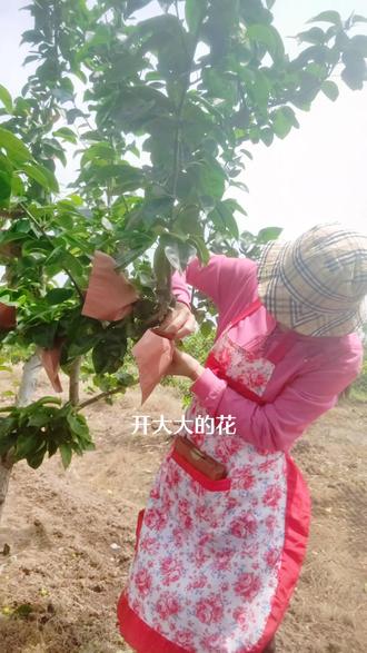 在小小的果园里,挖呀挖呀挖,种小小的种子,结小小的瓜,在大大的果园里,挖呀挖呀挖,种小小的种子,结大大的瓜...#满脑子都是挖呀挖呀挖 #新农人计划2023 #我的乡村生活 #挖呀挖呀挖 #套袋