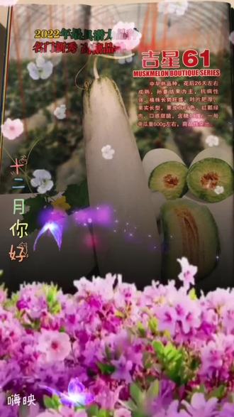 2022年最具有影响力的品种,名门新秀,吉星61。不糖瓤,不裂瓜,口感甜脆,含糖量高。