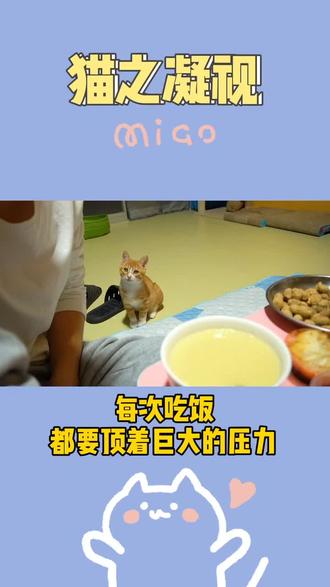 这种眼神攻势谁能受得了😂#橘猫 #萌宠出道计划