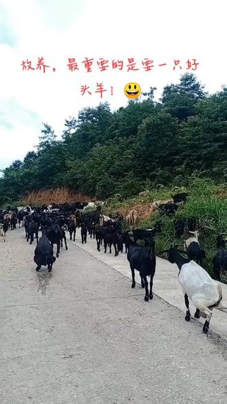 一头优秀的领头羊须具备聪明 粘人 勇敢 霸道 经验丰富等优点,能做到喊停就停,喊左走左,喊右走右,天黑以前即使的把羊群带回家。#黑山羊养殖 #自繁自养 #放羊日常 #生态放养 #我的养殖生活