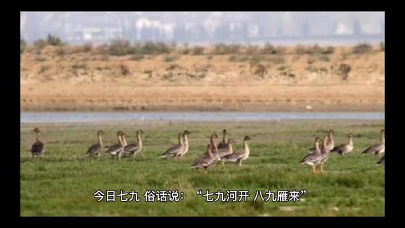 今日七九,俗话说:“七九河开,八九雁来”,冰雪融化,冰封的河面慢慢解冻,潺潺的流水声又响起来了~花开的日子不远了~
