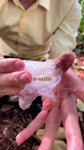 手上都是海南黄肉菠萝蜜的果胶,来简单教你快速清洗#菠萝蜜 #热带水果 #菠萝蜜熟了 #家乡特产