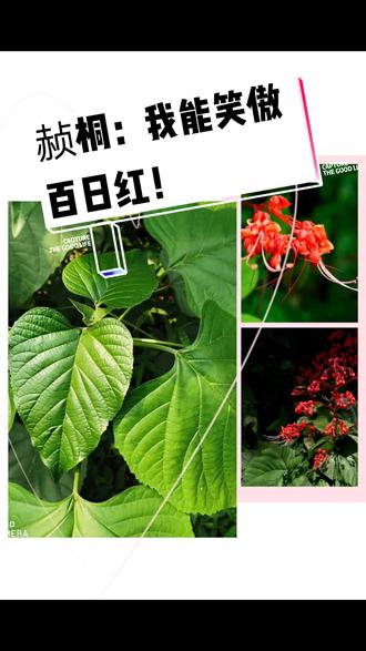 春日识植物,一日一更,第112期。赪桐,为唇形科大青属植物。俗名:龙船花、荷包花、状元红、红龙船花、大丹、雌雄树、红菱、红顶风、朱桐。灌木,高1-4米;小枝四棱形,干后有较深的沟槽,老枝近于无毛或被短柔毛,同对叶柄之间密被长柔毛,枝干后不中空。叶片圆心形。果实椭圆状球形,绿色或蓝黑色,花果期5-11月。产江苏、浙江南部、江西南部、湖南、福建、台湾、广东、广西、四川、贵州、云南。通常生于平原、山谷、溪边或疏林中或栽培于庭园。印度东北、孟加拉、锡金、不丹、中南半岛、马来西亚、日本也有分布。全株药用,有祛风利湿、消肿散瘀的功效。云南作跌打、催生药,又治心慌心跳,用根、叶作皮肤止痒药;湖南用花治外伤止血。写在今日:逃避是最愚蠢的选择,勇敢面对,完成救赎!#植物 #田园生活 #春色正好 #大自然的馈赠 #大自然 #春天你好 #一花一草一世界 #野生植物
