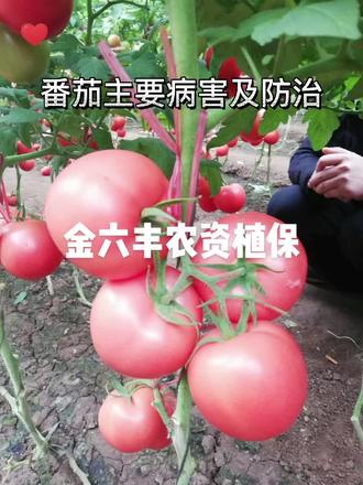 番茄主要病害及防治
