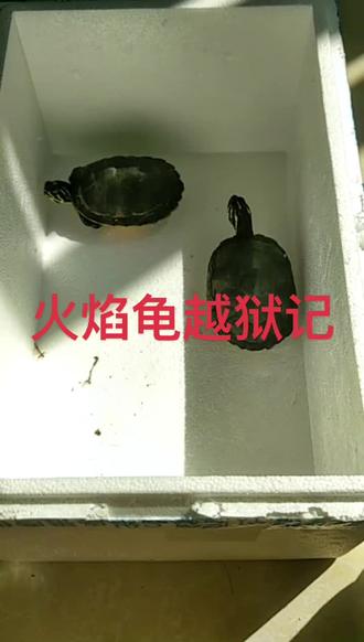 #火焰龟 平时看起来老老实实,一有机会就不见了,原来是这样逃出去的୧😂୨