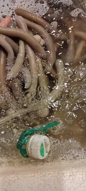 现在加工好的沙虫肉一斤75