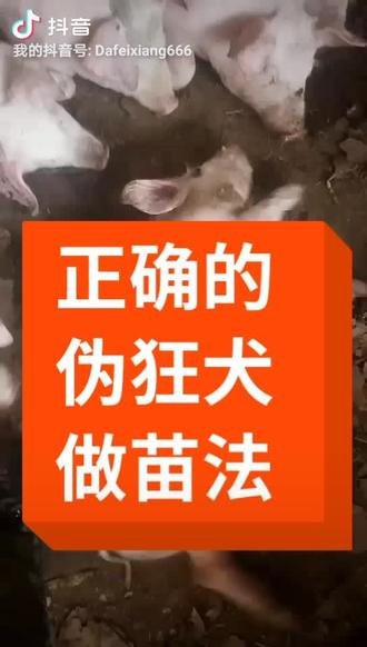如果已经发生,除了紧急免疫之外还可以一边磺胺嘧啶钠,另一边速尿。早发现还好,晚了概率不大#猪 #养猪 #猪价