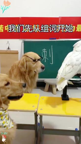 大家来组词啦#萌宠 #毛孩子的日常 #我家宠物真可爱