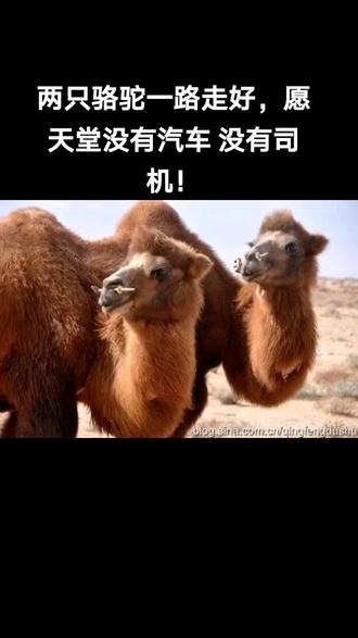 这对夫妻招谁惹谁了,命丧黄泉!