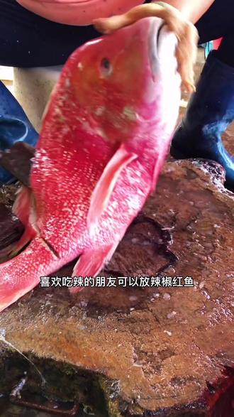 红鱼干的小知识#红鱼干 #儋州红鱼干