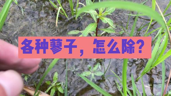 李水稻田多种蓼子怎么除?#除草剂 #三农 #农作物农技110 #张玲聊农业 ##丽丽🌸 #水稻种植