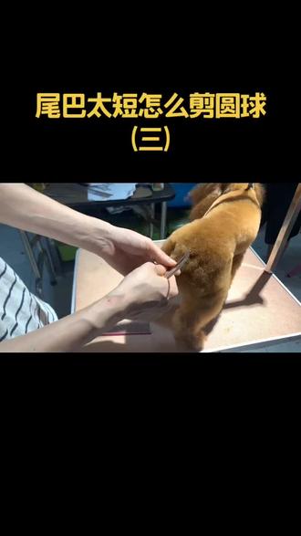 教你剪尾巴太短的情况下如何修剪尾巴圆球#萌宠 #宠物美容师 #泰迪造型 #宠物美容 #狗狗 @抖音小助手