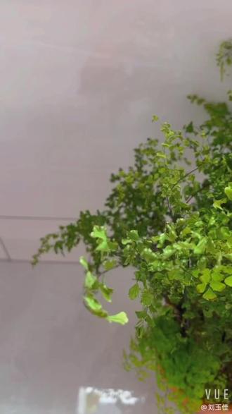 #一花一草一世界 铁线蕨繁殖的神奇