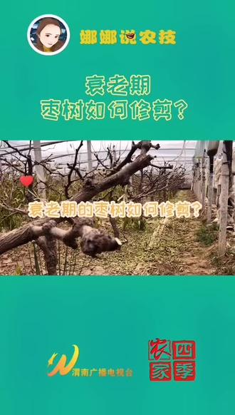 衰老期的枣树如何修剪?#枣树#修剪#管理