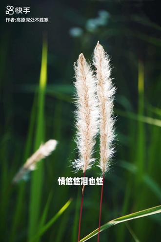 常见药用杂草——白茅草(根)
功效与作用
清热利尿、凉血止血
白茅根性寒,归肺经、胃经、膀胱经,对热证引起的排尿不畅、小便短赤、水肿、排尿疼痛有改善作用,也可以缓解烦渴、肺热咳嗽、胃热呕吐症状。白茅根还有凉血止血的功效,多用于治疗血热妄行引起的出血性症状,比如吐血、呕血、鼻出血、血尿、妇女崩漏等。现代医学还将白茅根用于急性肾炎、高血压病的治疗。
注意事项
适宜人群
肺热咳嗽者、泌尿系感染者
禁忌人群
脾胃虚寒者
不宜同食
抗凝药物
白茅根具有促凝血的作用,避免大量同服抗凝药物,以免影响白茅根的药效。
食用方法
煎服
取适量的白茅根放入砂锅中,加入清水煮开,转小火再煎煮二十分钟,过滤药渣后可以饮用。
泡茶
将白茅根、车前子洗净、捣碎后放入茶壶中,加入沸水和少量的白糖,搅拌均匀后闷15分钟便可以饮用。
煮汤
将马兰头、白茅根清洗干净后放入清水锅内炖煮,煮开后转小火,加入莲子继续炖煮两个小时,加糖搅拌均匀后可以盛出食用。#中草药 #一起享受大自然的美