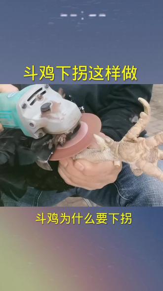 斗鸡下拐这样做#斗鸡 #斗鸡养殖 #斗鸡的技术交流 #高品质斗鸡 #三农 @抖音热点宝 @DOU+上热门