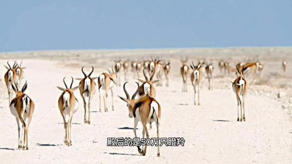 每年6月至9月,波澜壮阔的野生动物大迁徙将在肯尼亚的马赛马拉呈现,参加大迁徙的兽群分为前中后“三军”;打头阵的是30多万匹野斑马,紧跟其后的是百万头角马,殿后的是50万只瞪羚。因为斑马喜食高层新草,中层嫩草正好是角马的食物,而底层短草便是个头矮小的瞪羚的美味了。紧跟食草动物之后,便是成群结队的非洲狮、猎豹、豺狗等凶猛食肉动物。#一起享受大自然的美