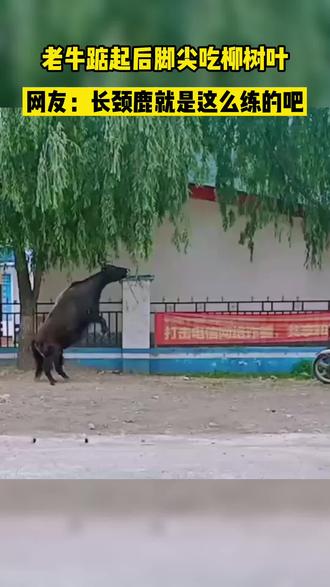 老牛踮起后脚尖吃柳树叶,网友:长颈鹿就是这么练的吧!