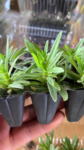 满天星花苗,伊洛斯大花#满天星 - 抖音