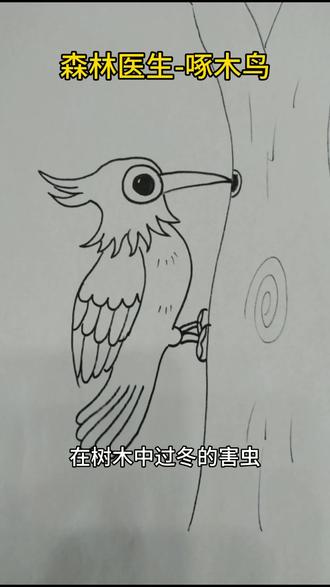 #简笔画#森林医生啄木鸟#小朋友们学知识了@追梦者 @蓝蜻蜓 @碧草蓝天