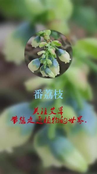 #番荔枝,别名林擒、释迦果、佛头果#植物科普 ,番荔枝科番荔枝属热果水果,糖分高#药用植物 ,根可入药#每天很用心分享认识的植物 #抖音助农