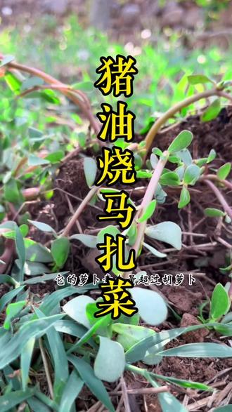 马扎菜是这个季节不可多得的美味,你还知道哪些吃法?快来说说吧!#有机农场日常 #新农人计划 #大自然的馈赠 #创作者扶持计划 #抖音新农人 #野菜 #马齿苋