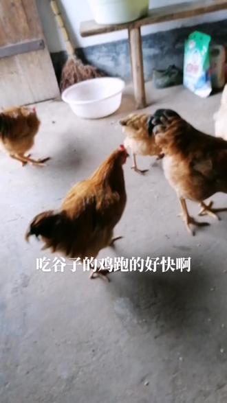 你看出吃饲料和吃谷子的鸡有什么不同吗?