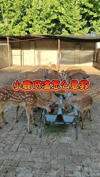 小鹿出现低温怎么急救#抖音新农人 #我要上热搜传播正能量 #养鹿技术 #梅花鹿养殖场 #三农