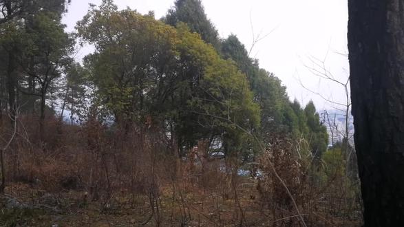勇哥松树捡一种球作兰花植料,你一定没用过!