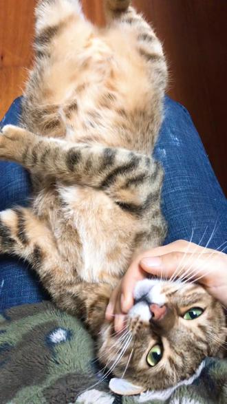 半豹半狸的大蟒蛇纹宿速😂😂,又瘦又壮是咋回事😂?