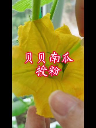 怎样辨认贝贝南瓜的雌花和雄花,怎样授粉?#阳台种菜 #三农 #原创 #南瓜 @抖加热门 @抖音小助手