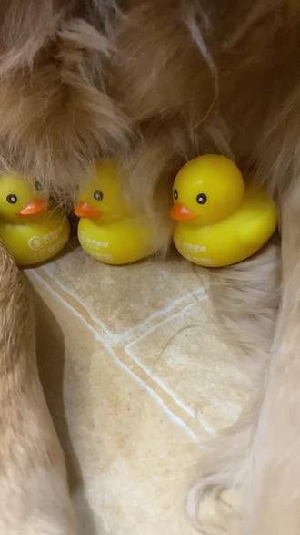 她是不是觉得是自己把小黄鸭孵出来的?#金毛 #演技大考验