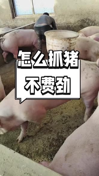怎么抓住不费劲呢#农村养猪 #养殖好帮手 #抓猪 #卖猪#养猪小技巧