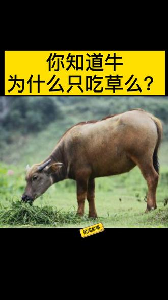 民间故事:#十二生肖牛为什么只吃草?