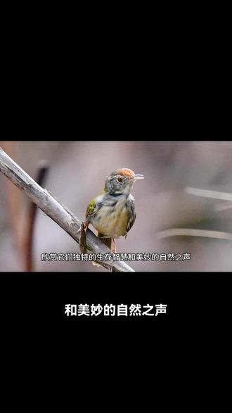 缝叶莺又被称为缝纫鸟,