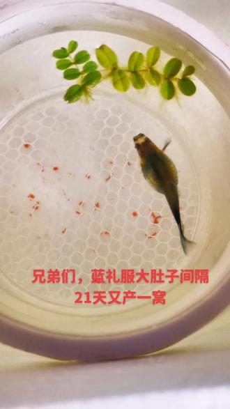 说孔雀鱼1个月一胎的,只能说不准确,这不我好几条母鱼都是间隔21-25天就产下一胎了。#孔雀鱼 #养鱼日志 #孔雀鱼宝宝#蓝礼服孔雀鱼