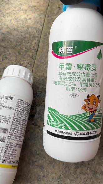 月季根系保养就用这个套餐,防根腐促生长很有效!#月季 #病虫害防治 #月季养护 #花卉养护