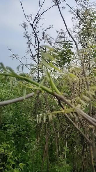 漫山遍野的山野菜檀子芽资源丰富