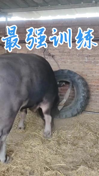 牛圈里的训练#斗牛视频 #牛气冲天 #农村养牛人记录农村生活